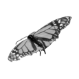 grey monarch flap